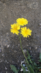 Crepis
