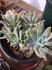 Pachyphytum hookeri