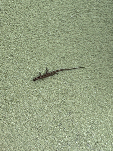 Common Wall Lizard