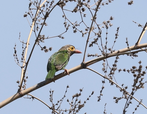 Psilopogon zeylanicus, 2026-10-02