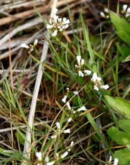 Cardamine scutata