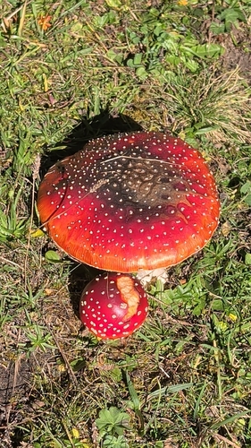 Fly Agaric