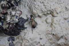 Megadromus antarcticus