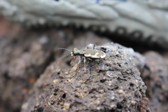 Neocicindela latecincta