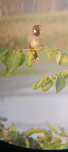Pycnonotus leucogenys observed 2026-10-12