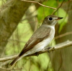 Muscicapa dauurica