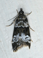 Eudonia protorthra