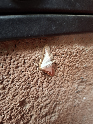 Box Tree Moth