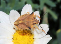 Carpocoris fuscispinus