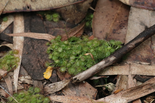 Drosera modesta (Drosera modesta)