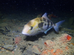Seriola hippos