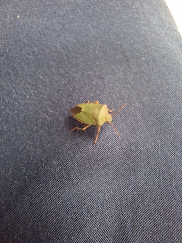 Green Shield Bug