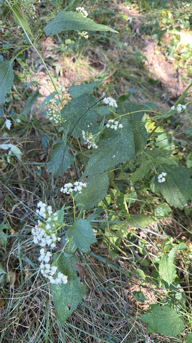 white snakeroot