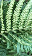 Dryopteris