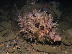 Chaetodermis penicilligerus