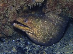 Gymnothorax pseudothyrsoideus