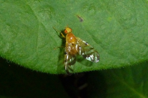 Myoleja, 2026-05-30