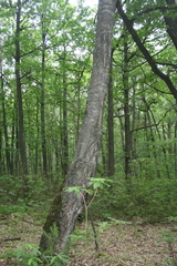 Betula × aurata