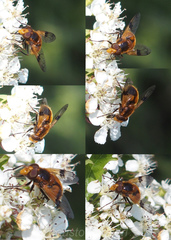 Volucella inflata