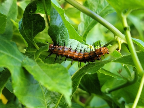 Gulf Fritillary