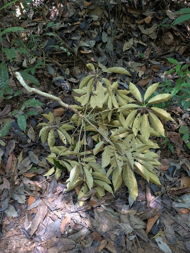 Didymopanax morototoni, 2026-10-11