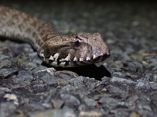 Southern Death Adder
