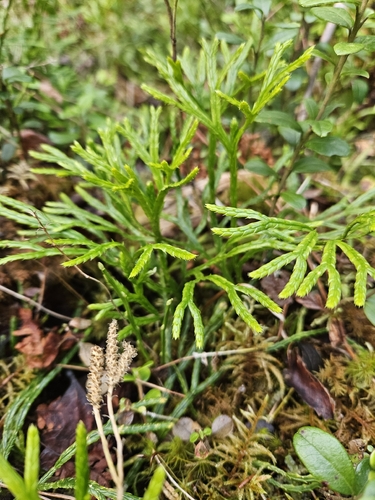 northern ground-cedar