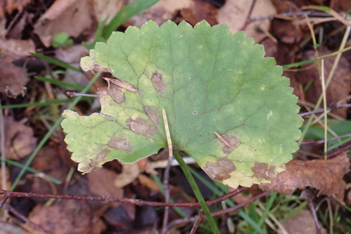 Kashubian Buttercups