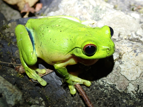Red-eyed Tree Frog