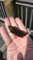 Chasmodes bosquianus