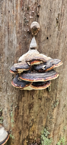 Red-banded Polypore