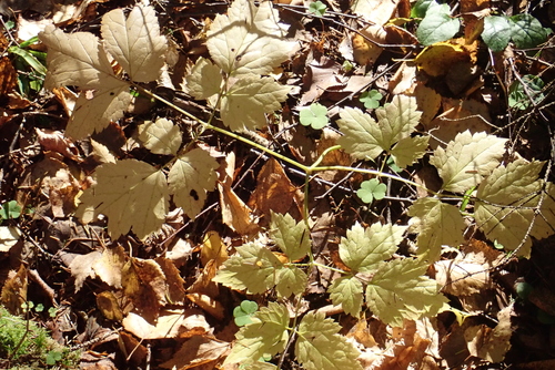 Eurasian baneberry