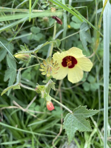 Hibiscus surattensis observed 2026-10-11