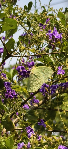 Lemon Migrant