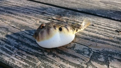 Sphoeroides maculatus