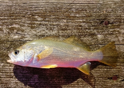 Silver Perch
