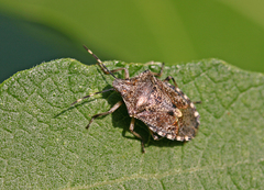 Rhaphigaster nebulosa