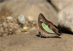 Polyura bharata