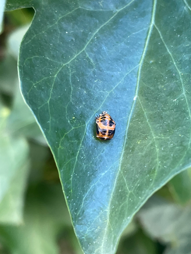 Asian Lady Beetle