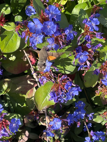 Eurasian Hummingbird Hawkmoth