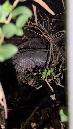 Mexican Long-nosed Armadillo