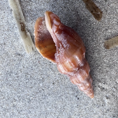 Cominella eburnea, 2026-10-09