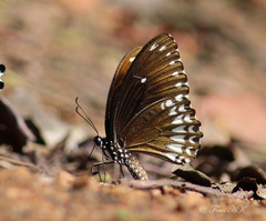 Papilio dravidarum