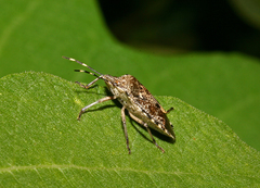 Rhaphigaster nebulosa