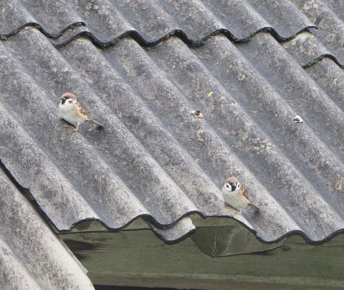 Eurasian Tree Sparrow