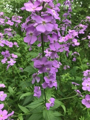 Hesperis matronalis