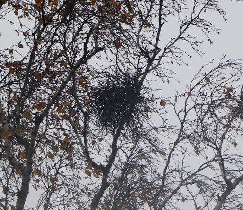 Birch Witch's-broom