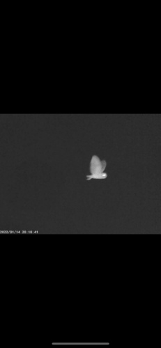 Western Barn Owl
