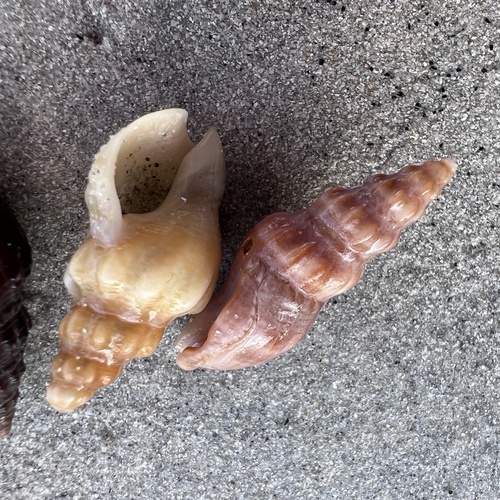 Cominella eburnea, 2026-10-09