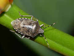 Rhaphigaster nebulosa